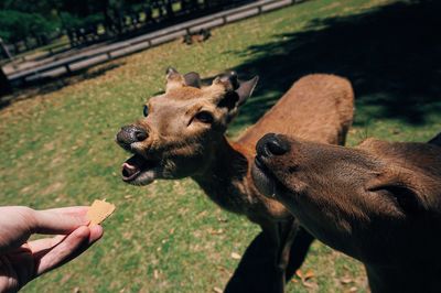 Midsection of person feeding deer