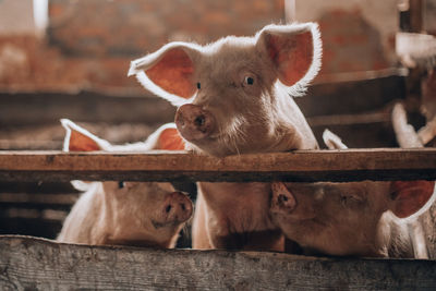 Close-up of a sheep in pen