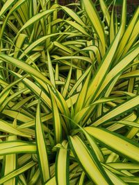 Full frame shot of fresh green plants