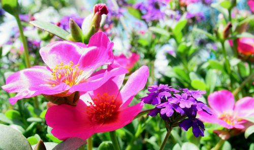 Close-up of pink flowers