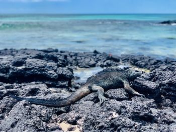 Marina iguana resting on the volcanic rocks shore 