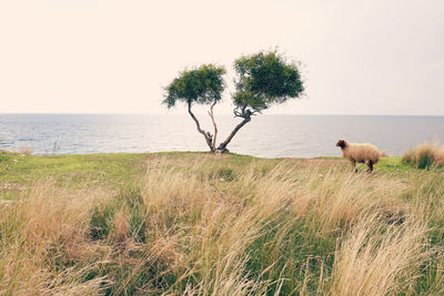 Dog on field by sea against clear sky