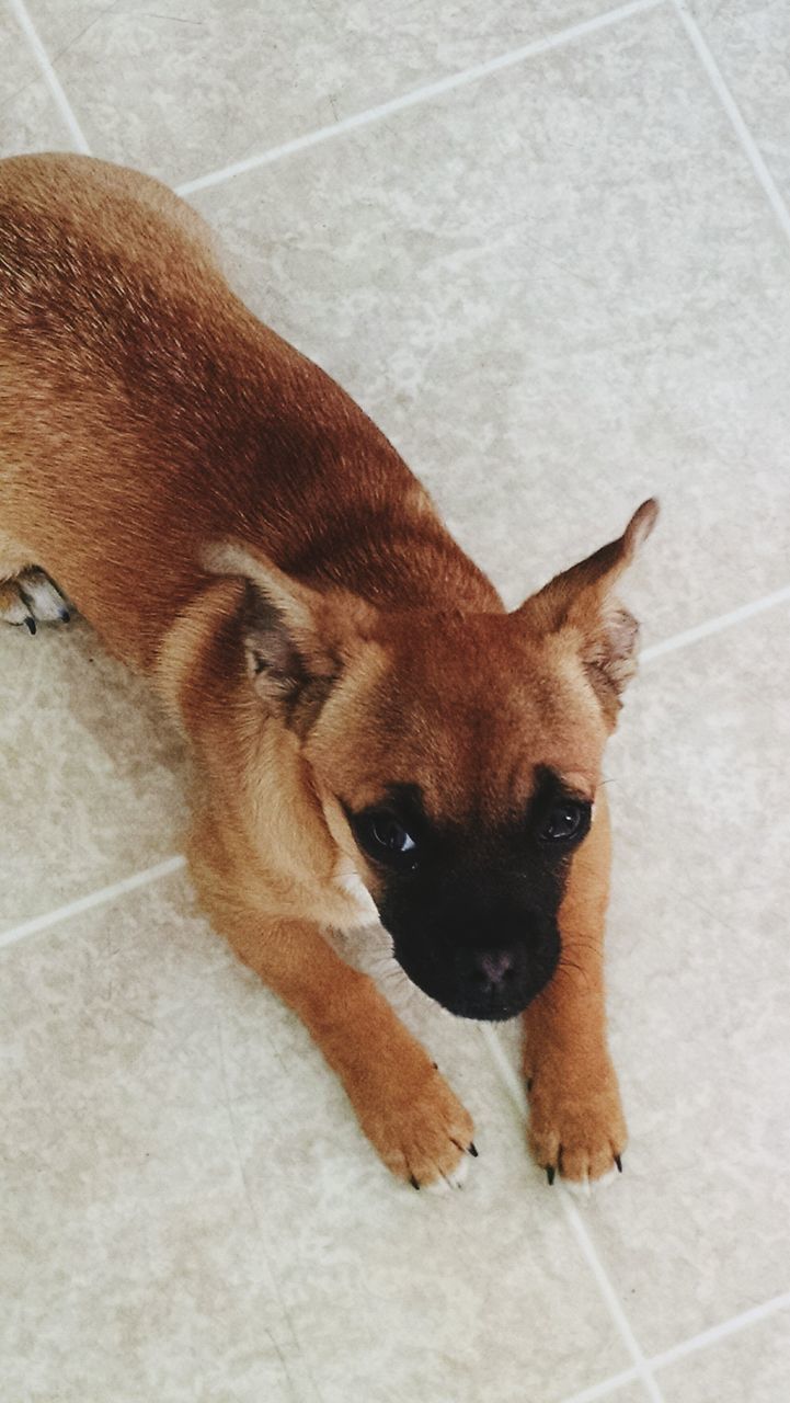 animal themes, domestic animals, mammal, pets, one animal, dog, high angle view, looking at camera, portrait, relaxation, brown, indoors, lying down, flooring, animal head, no people, zoology, floor, day, close-up