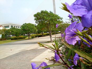 Close-up of purple flowers