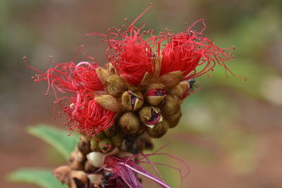 Close-up of red flowers