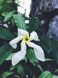Close-up of flower blooming outdoors