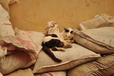 Cat sleeping on sack at warehouse