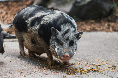 Pig in a field