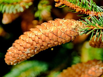 Close-up of berries on plant