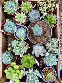 Succulents