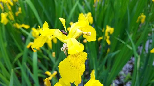 Close-up of yellow flowering plant on field