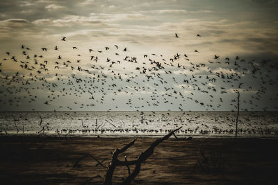 Flock of birds flying over sea against sky