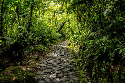 Footpath in forest