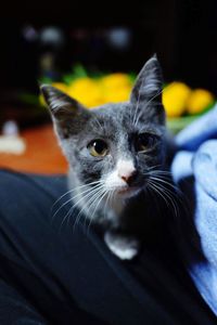 Close-up portrait of a cat