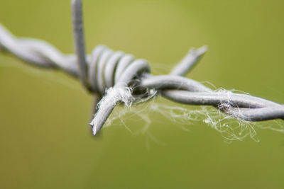 Close-up of frozen plant