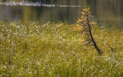 Lago federa in autumn with early snow in dolomites italy, close to croda da lago