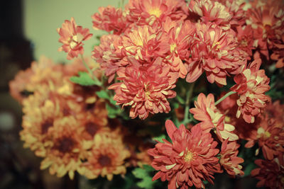 Close-up of pink flowers blooming outdoors