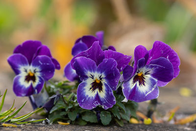 Close up of purple pansies in bloom