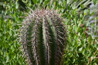 Close-up of succulent plant on field