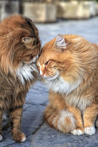 Beautiful couple of cats loving each other, lean their heads to each other