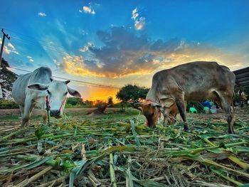 Cows in a field