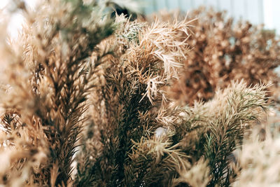 Close-up of stalks in wheat