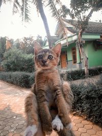 Portrait of cat sitting outdoors