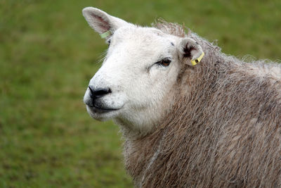 Close-up of a sheep in field