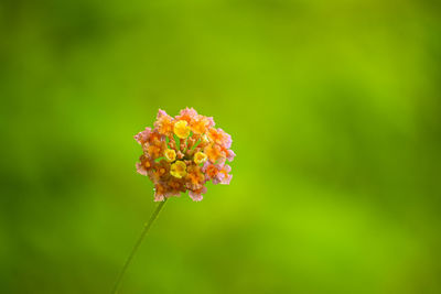 Close-up of red flowering plant