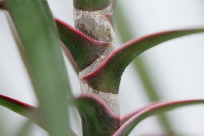 Close-up of leaves