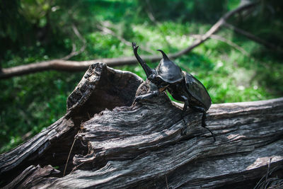 View of bird perching on wood in forest