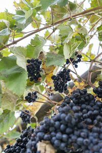 Close-up of grapes growing on tree