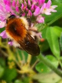 Close-up of bee pollinating on flower