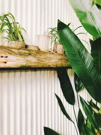 Close-up of potted plant on table
