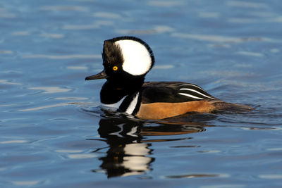 Duck swimming in lake