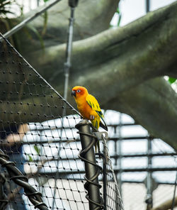 Low angle view of bird perching in cage