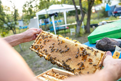 Cropped hand holding bee