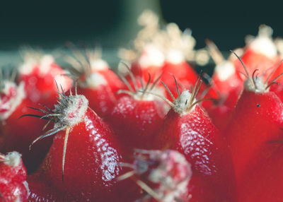 Close-up of berries on plant