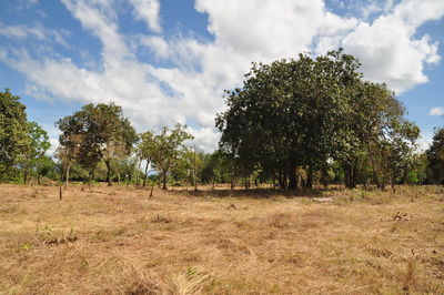 Trees on landscape against sky