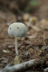 Close-up of mushroom growing on field