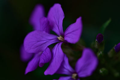 Close-up of purple flowers blooming
