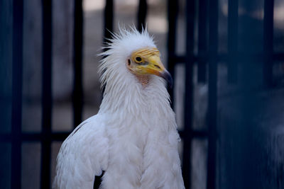 Close-up of white cage