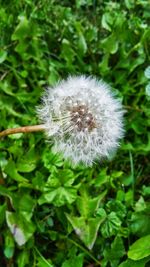 Close-up of dandelion