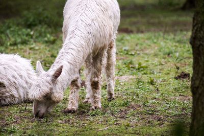 Sheep grazing in a field