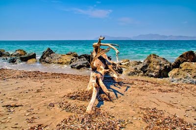 Driftwood on beach against sky