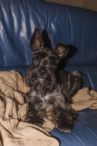 Close-up portrait of dog relaxing on bed