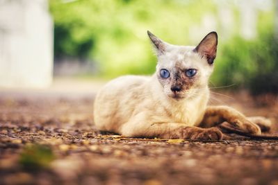 Portrait of cat relaxing outdoors