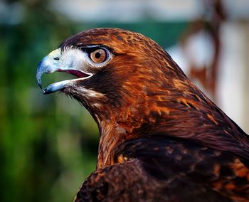 Close-up of a bird looking away