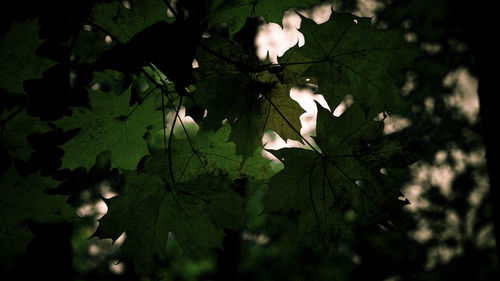 Low angle view of leaves on tree