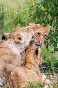 Lioness lying and licking a cub in the bush